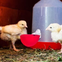 Chicken Watering Cups