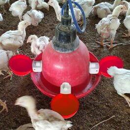 Chicken Watering Cups