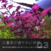 The 2Hr Aquarist - Image 3