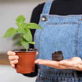 Coco Coir Seed Starter Pellets