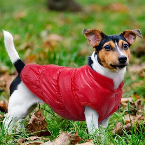 Dogs Clothes - Image 5